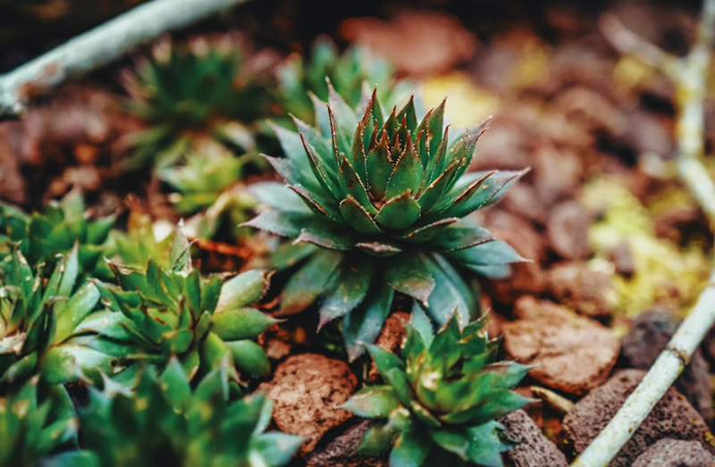 Bien opérez le choix des plantes de rocailles