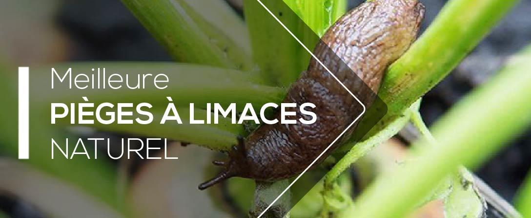 Comparatif et Tests des Meilleurs Anti Limaces bio
