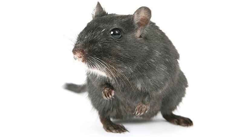 Les rats