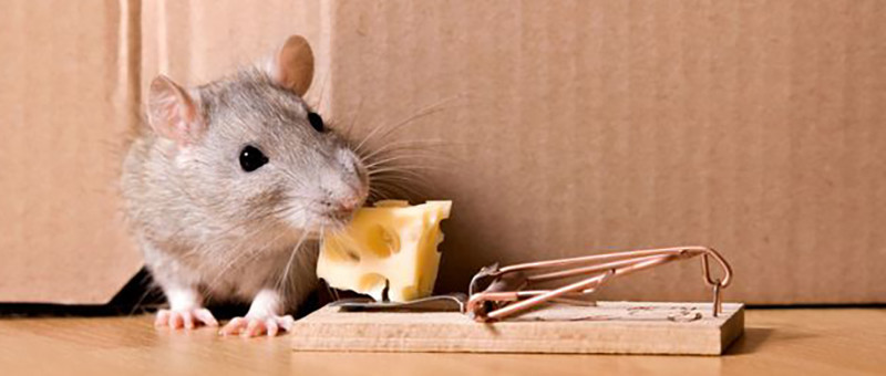 Piège à rats collant de grande taille, pâte de poison non toxique