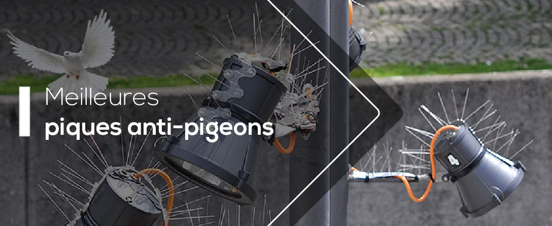 Meilleures piques anti-pigeons