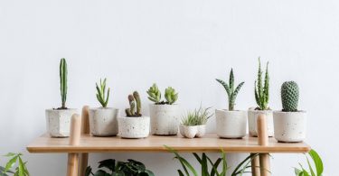Comment Prendre Soin des Plantes Succulentes en Hiver pour les Voir S'épanouir Toute l'Année