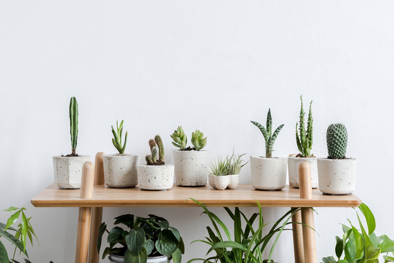 Comment Prendre Soin des Plantes Succulentes en Hiver pour les Voir S'épanouir Toute l'Année