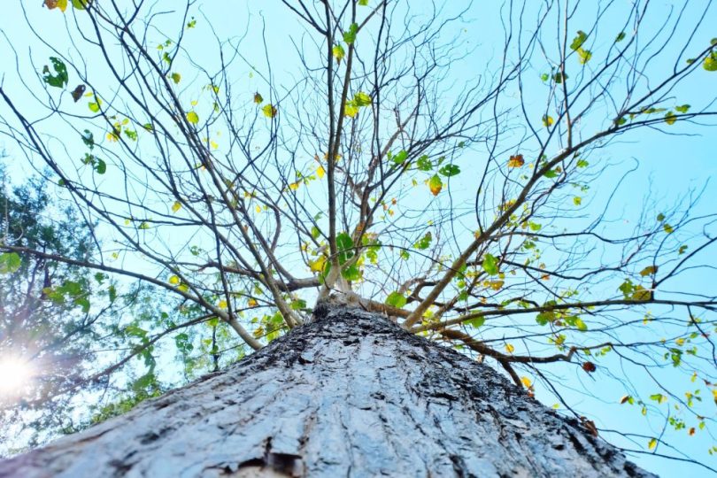Les 5 Arbres à Éviter Près de Chez Vous, Conseils d'Experts en Arboriculture