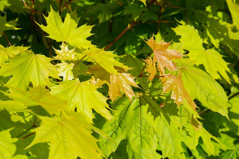 Les 5 Arbres à Éviter Près de Chez Vous, Conseils d'Experts en Arboriculture - L'Érable Argenté ou Norvégien