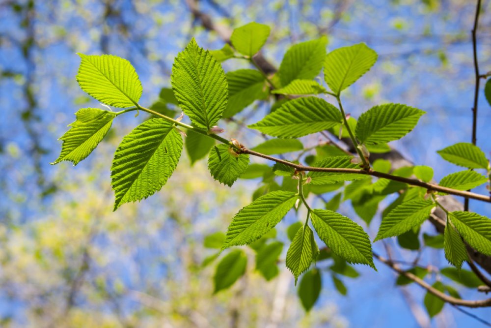 Les 5 Arbres à Éviter Près de Chez Vous, Conseils d'Experts en Arboriculture - le Frêne