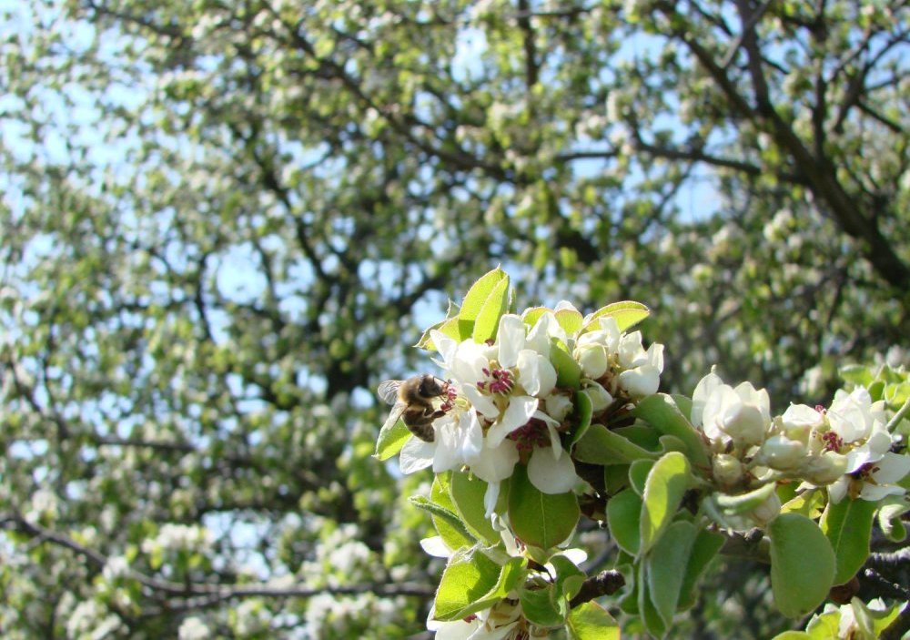 Les 5 Arbres à Éviter Près de Chez Vous, Conseils d'Experts en Arboriculture - le Poirier de Bradford