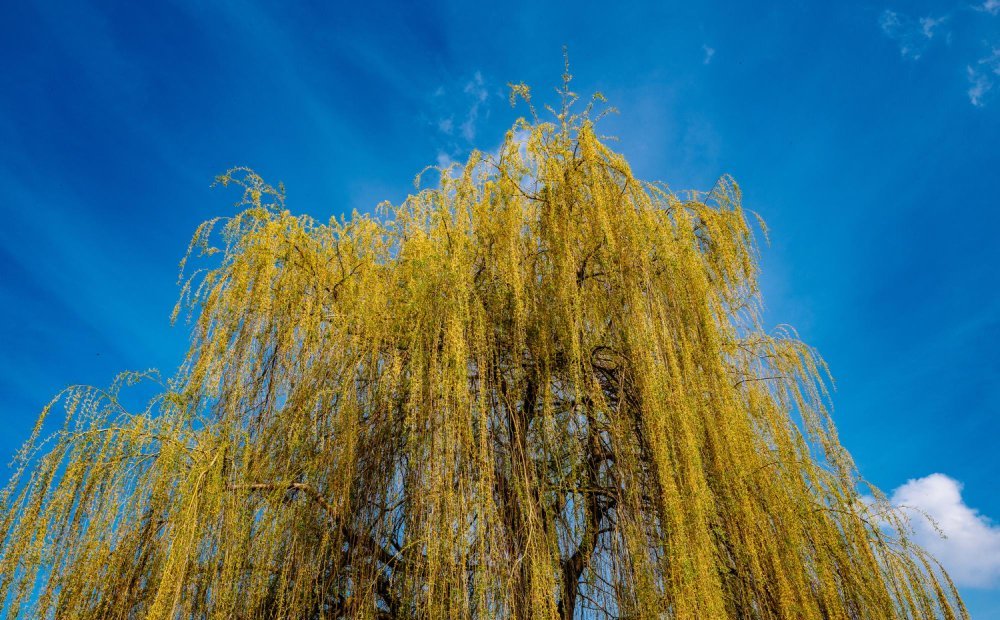 Les 5 Arbres à Éviter Près de Chez Vous, Conseils d'Experts en Arboriculture - le Saule