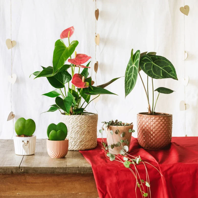 Voici 15 Plantes Originales pour la Saint-Valentin