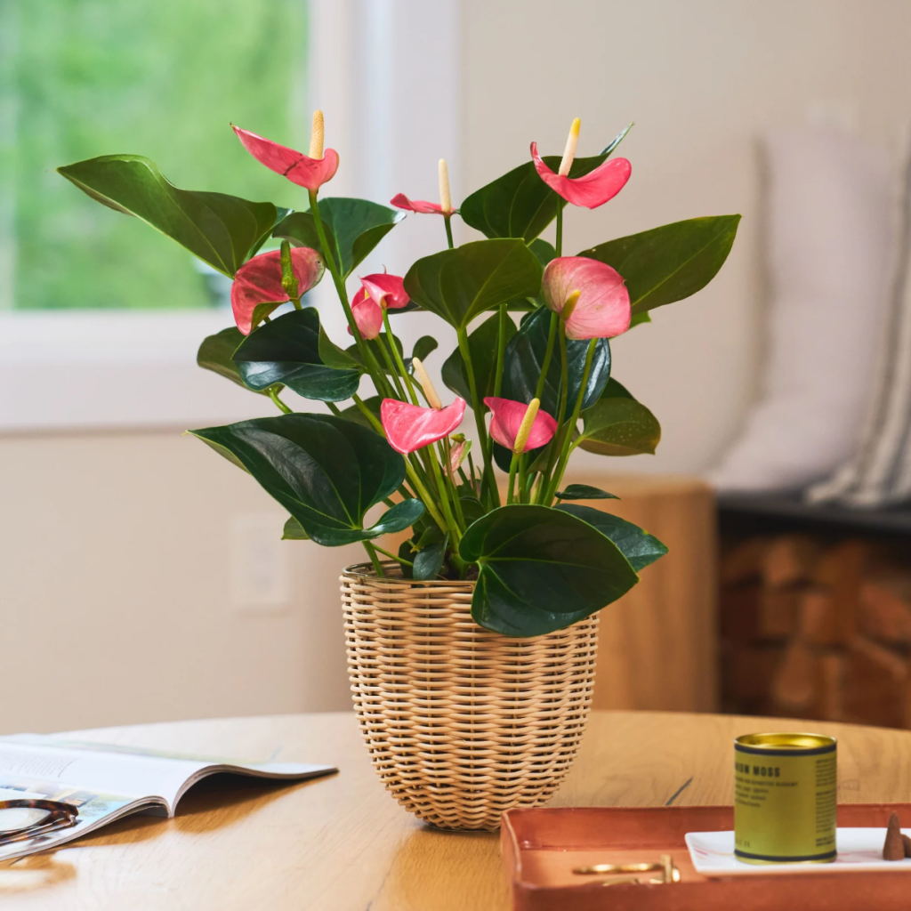 Voici 15 Plantes Originales pour la Saint-Valentin - L'Anthurium rose