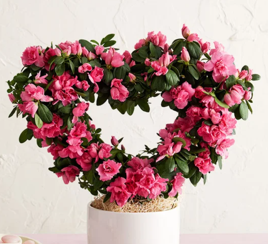 Voici 15 Plantes Originales pour la Saint-Valentin - La Philodendron Feuille de Cœur