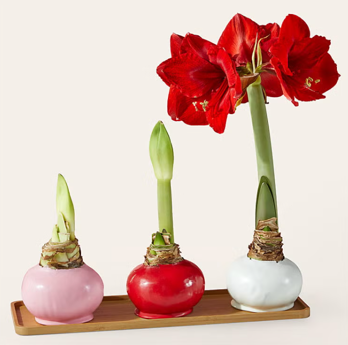 Voici 15 Plantes Originales pour la Saint-Valentin - Le Trio d'Amaryllis Love in Bloom