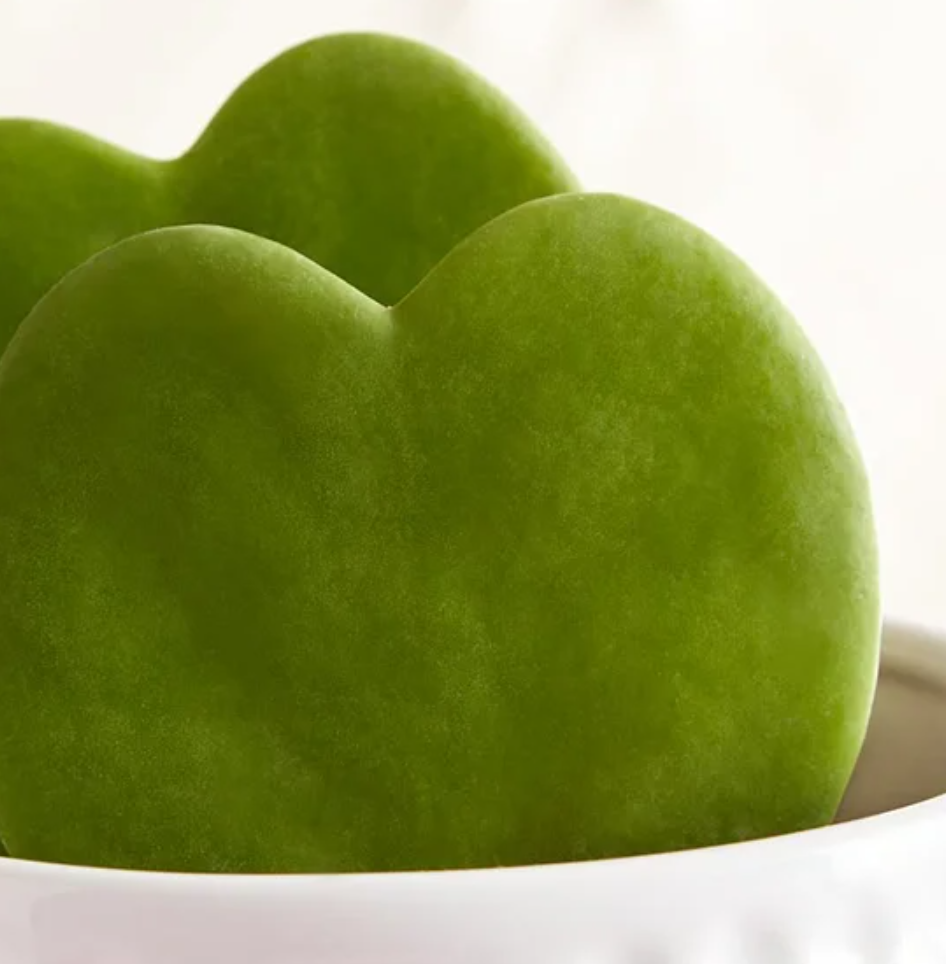 Voici 15 Plantes Originales pour la Saint-Valentin - Succulent Cœur de Hoya