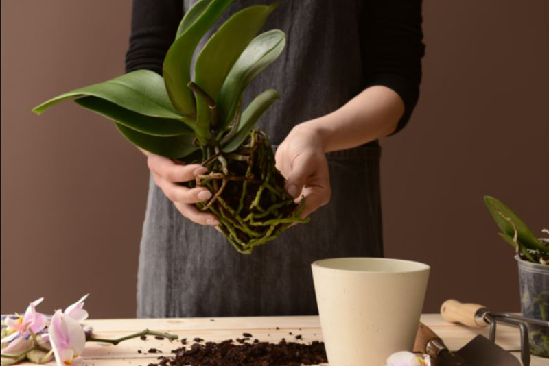 Votre Orchidée Souffre-t-elle ? Ce que Ses Racines Révèlent sur Sa Santé