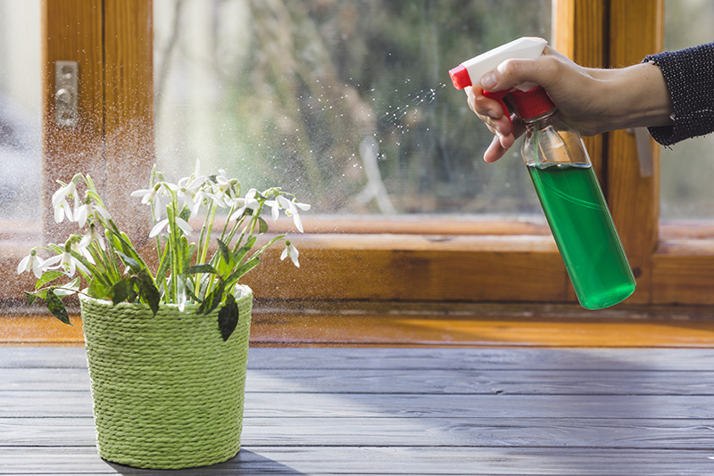 Empêchez ces 5 nuisibles d'envahir votre maison : astuces printanières pour les éloigner dès maintenant