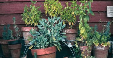Ne plantez pas vos herbes sans ces 5 plantes compagnes essentielles pour une saison réussie