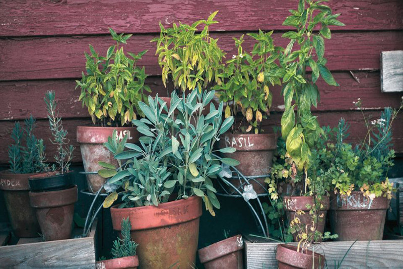 Ne plantez pas vos herbes sans ces 5 plantes compagnes essentielles pour une saison réussie