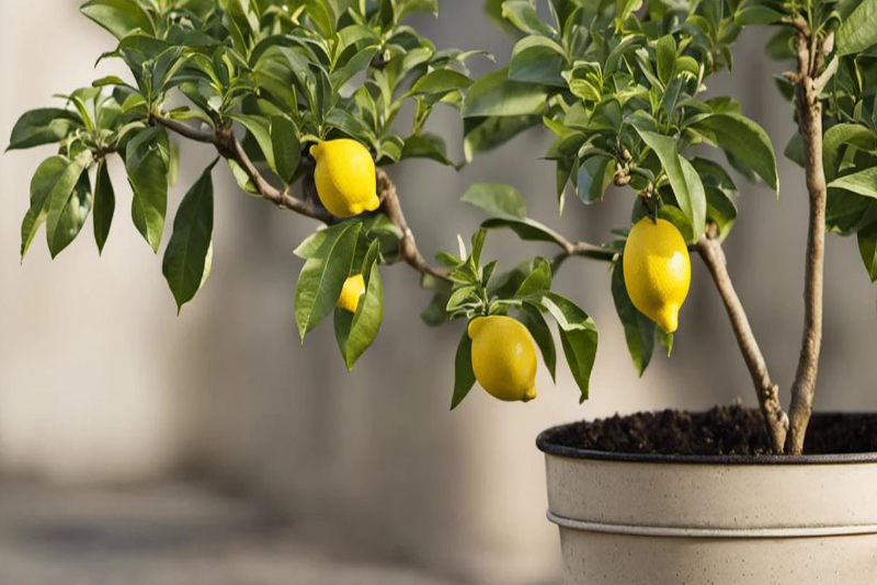 7 Agrumes à Cultiver en Intérieur pour un Épanouissement Garanti