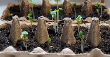 5 Situations Où Acheter des Plants Surpasse le Semis, Selon un Expert