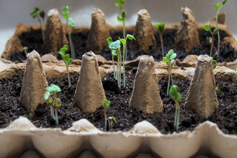 5 Situations Où Acheter des Plants Surpasse le Semis, Selon un Expert