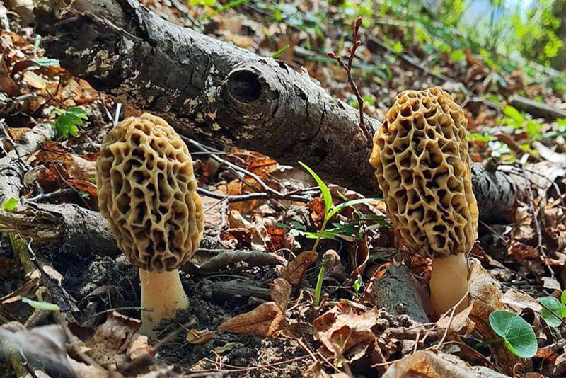 Comment Découvrir d'avantage de Champignons Morilles Ce Printemps