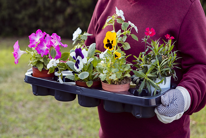Quand Planter les Géraniums pour des Floraisons Optimales : Les Conseils des Jardiniers