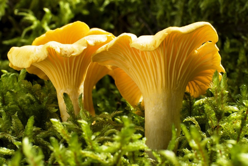 Comment Découvrir Davantage de Morilles ce Printemps