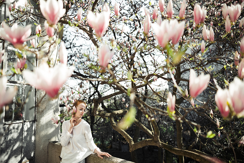 Attendez-vous la floraison de votre magnolia? Découvrez quand admirer ses plus belles fleurs