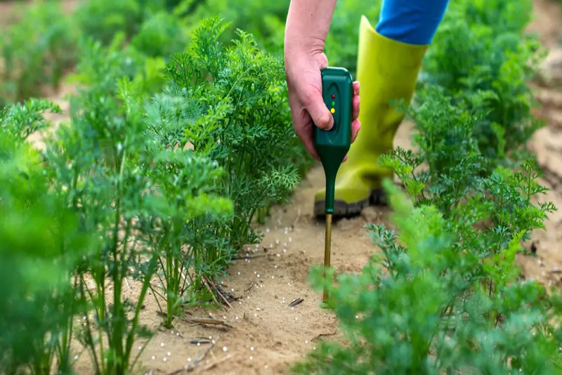 4 Méthodes Naturelles pour Élever le pH du Sol et Réduire l'Acidité pour Vos Plantes