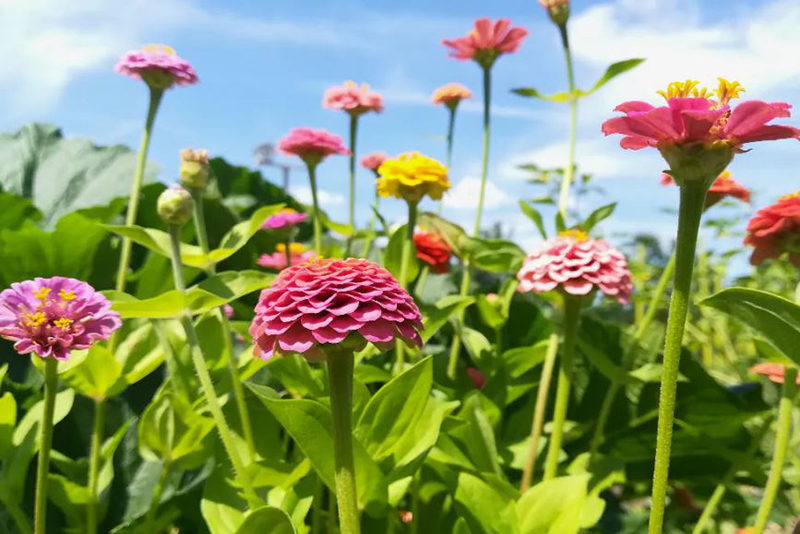 10 Plantes à Associer aux Zinnias pour Créer un Jardin Favorable aux Pollinisateurs