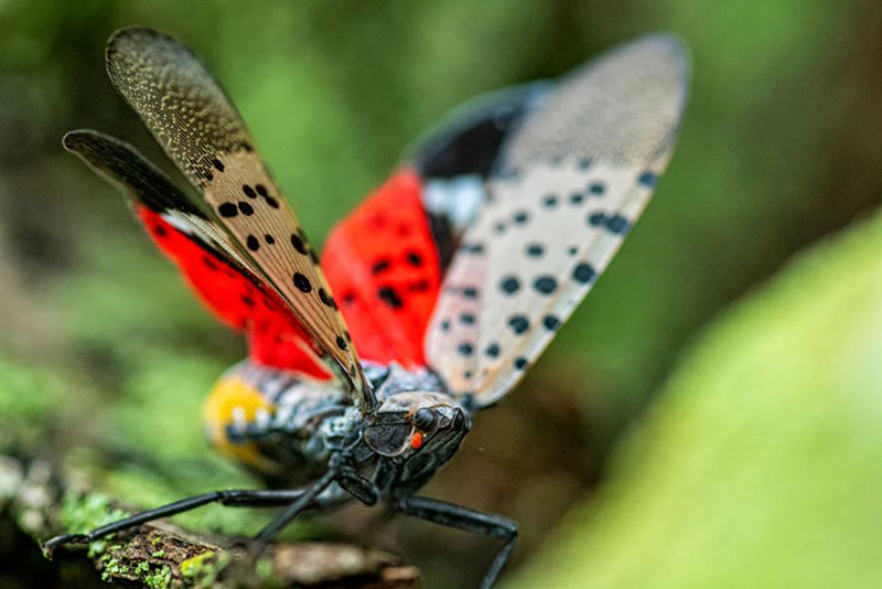 Il est temps d'éliminer les lanternflies (ou flugore tacheté) avant qu'ils n'éclosent !