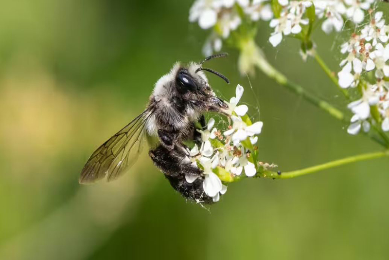 Comment Éliminer les Abeilles Terricoles Dans Votre Jardin avec Efficacité et Sécurité