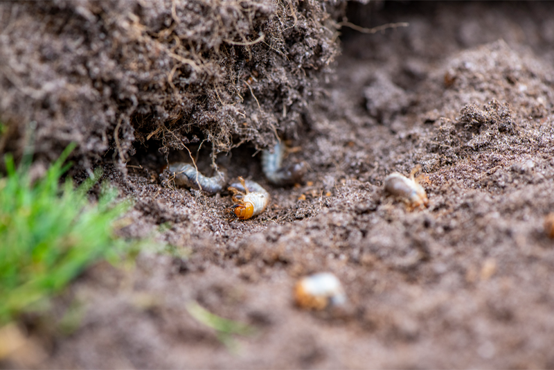 Éliminez Rapidement les Vers Blancs de Votre Pelouse Avant Qu'ils N'endommagent Votre Jardin !