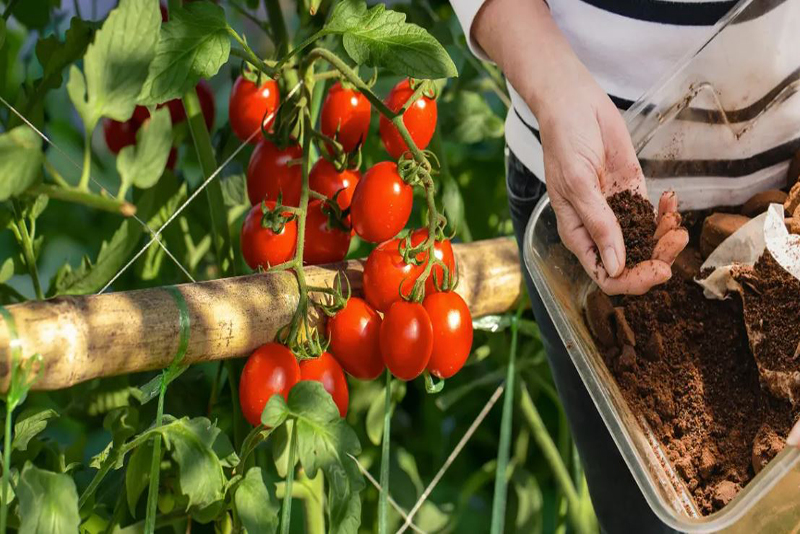 Ne jetez plus vos marcs de café Ils pourraient booster vos plants de tomates