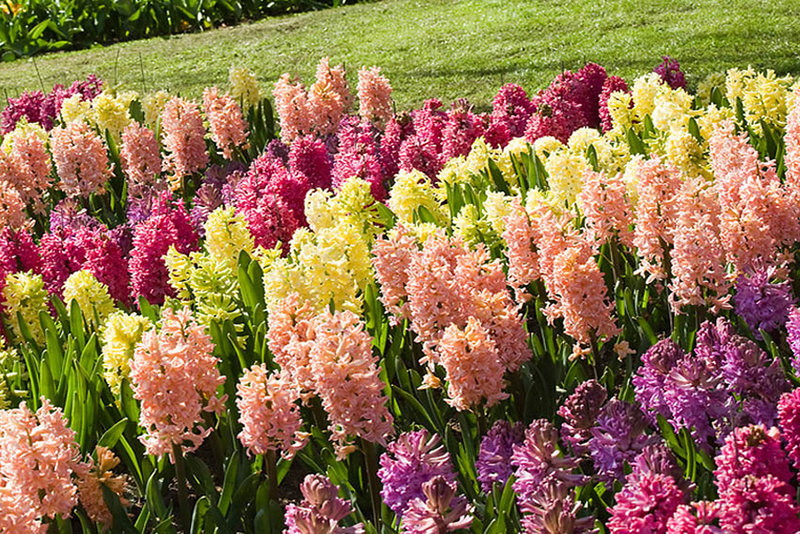 Que Faire des Bulbes de Jacinthe Après Floraison en Pots ou Massifs de Fleurs