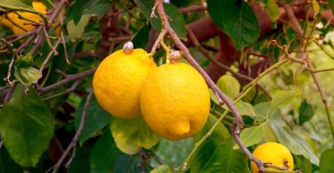 Vos Feuilles de Citrus Jaunissent-elles ? Découvrez 7 Causes et Solutions Rapides