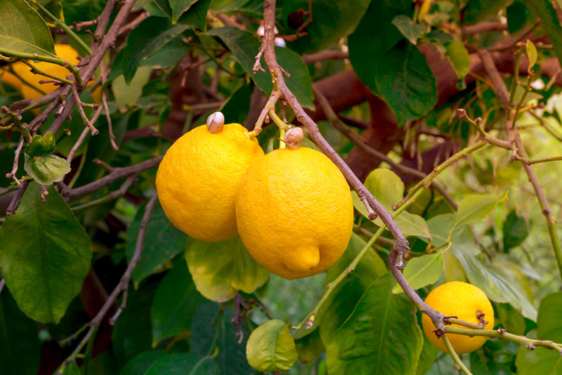 Vos Feuilles de Citrus Jaunissent-elles ? Découvrez 7 Causes et Solutions Rapides