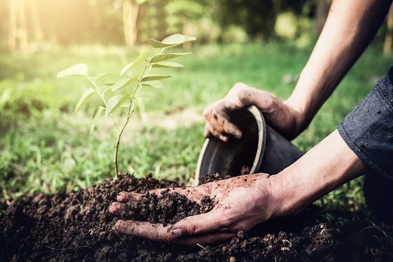 Nos Conseils pour Rempoter une Plante Sans l’Abîmer
