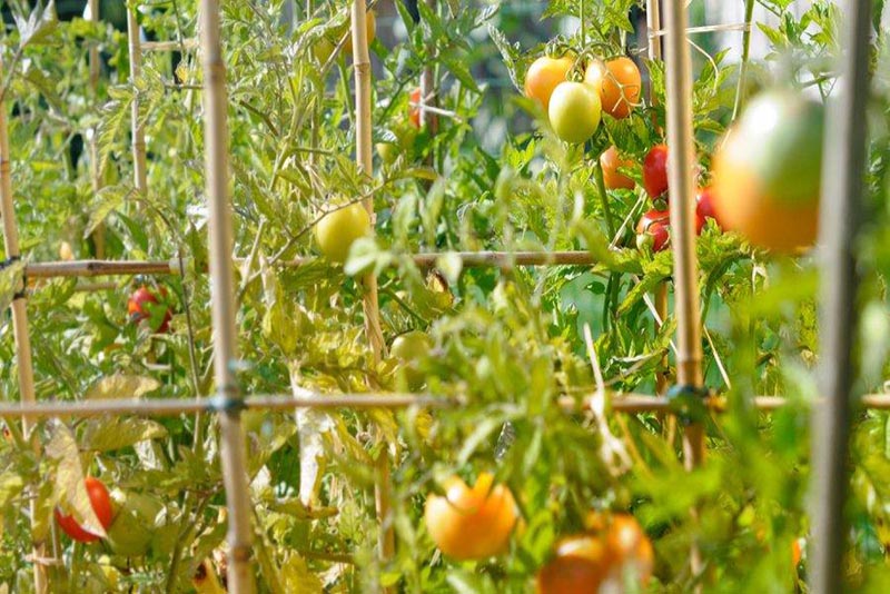 6 Conseils de Tuteurs Indispensables pour des Tomates Épanouies selon les Jardiniers