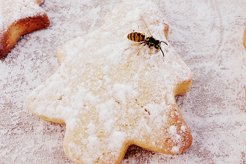 7 Raisons Inattendues Attirant des Nuisibles chez Vous