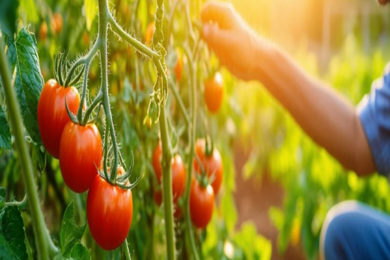 5 Astuces Infaillibles des Jardiniers pour Protéger vos Tomates des Nuisibles Tout au Long de la Saison