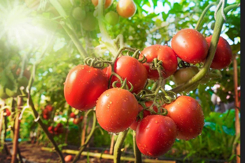 15 plantes compagnes idéales pour vos tomates et 5 à éviter pour une récolte exceptionnelle