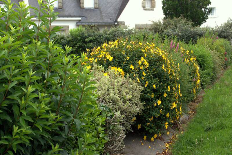 Taille Des Plantes Voisines : Quand Est-Ce Approprié ? Les Conseils d'Experts.