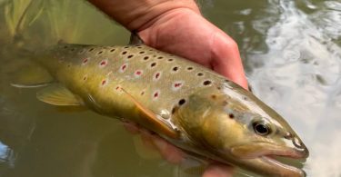 Comment Pêcher la Truite dans des Rivières en Crue et Chargées