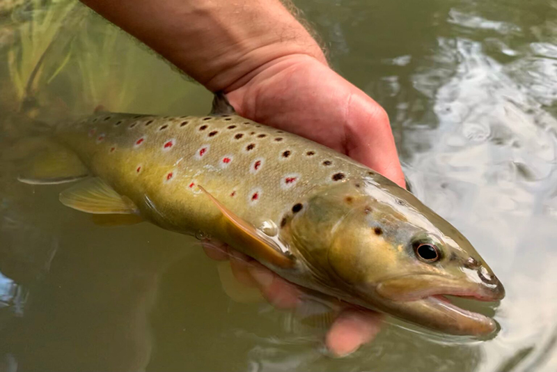 Comment Pêcher la Truite dans des Rivières en Crue et Chargées