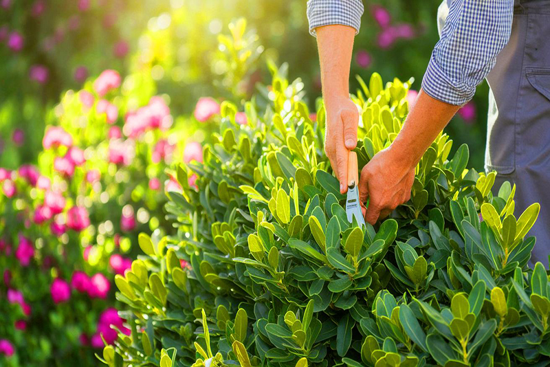 Les jardiniers dévoilent le secret méconnu pour sublimer votre jardin