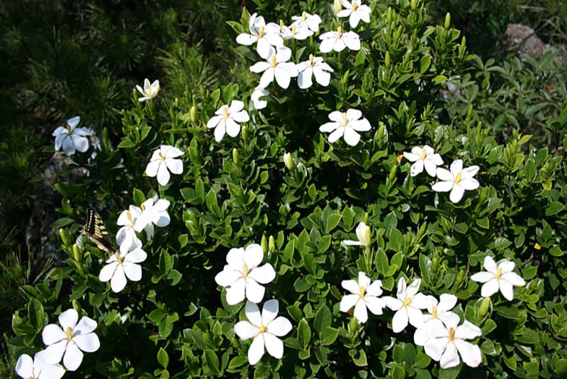 Les Gardénias : Un Incontournable Parfumé du Jardin – 16 Plantes Compagnes Pour les Voir S'épanouir