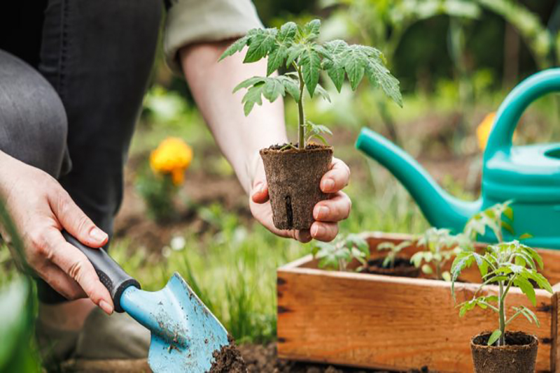 Ces Astuces Incontournables des Jardiniers pour des Récoltes Abondantes Qui nous Ont Épatés