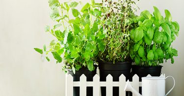 Combien de Plantes pour un Conteneur 5 Conseils Indispensables