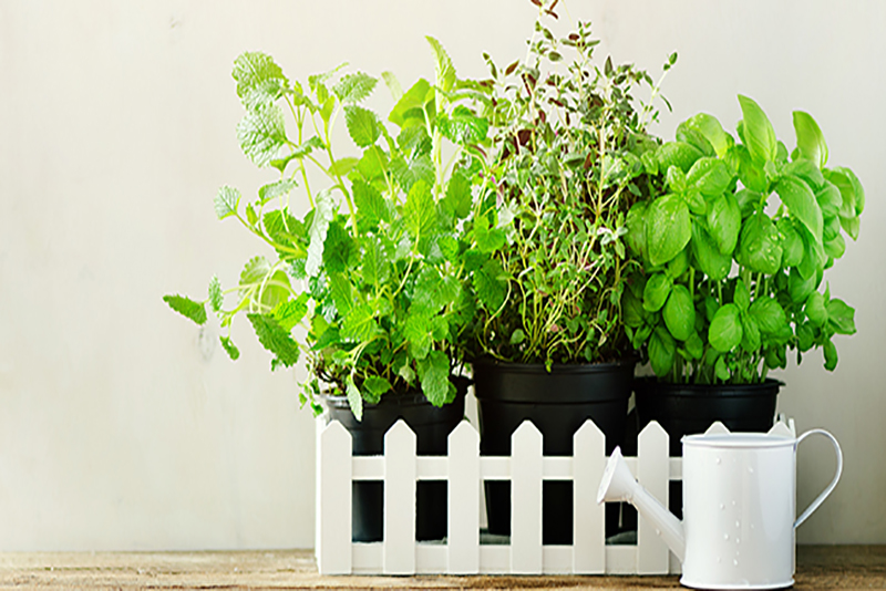 Combien de Plantes pour un Conteneur 5 Conseils Indispensables